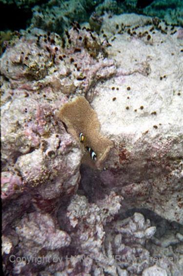 Meedhupparu 2004 Unterwasser-Fotos,_834_05 B_478